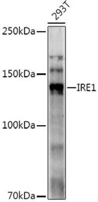Western Blot: IRE1 alpha AntibodyAzide and BSA Free [NBP2-95252]